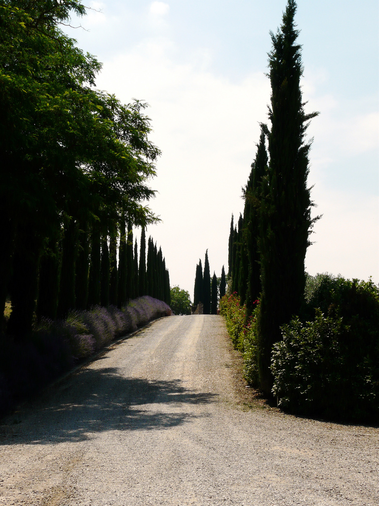 Chianti and their wines